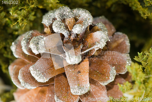 Image of Cone closeup