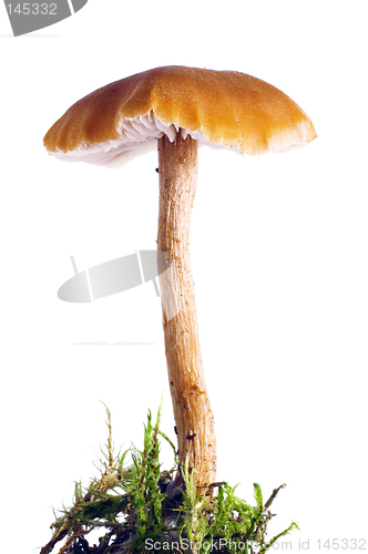 Image of mushroom