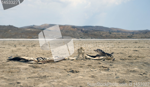 Image of The last flight