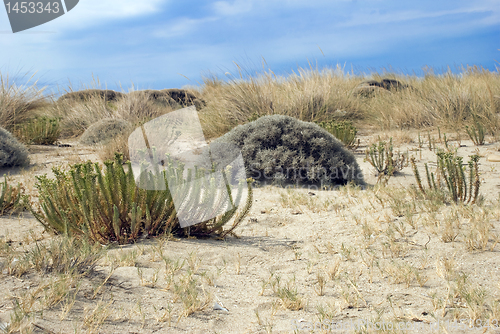 Image of Sand dunes