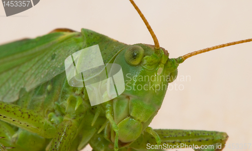 Image of Grasshopper  portrait on white background