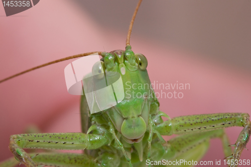 Image of Curious grasshopper