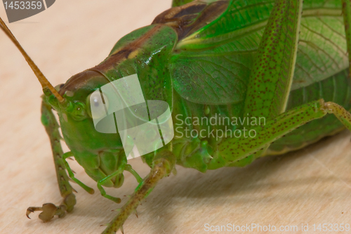 Image of Grasshopper  closeup