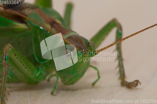 Image of Grasshopper  portrait 