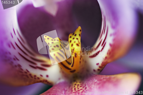 Image of Orchid closeup
