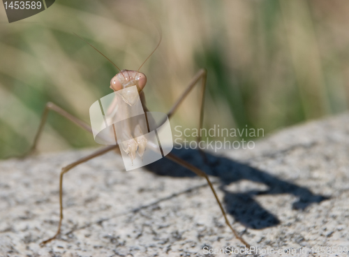 Image of Mantis against rock and green background