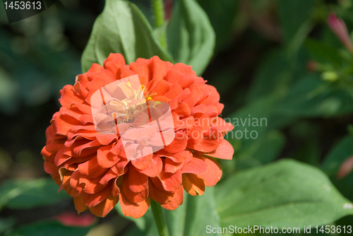 Image of red flower