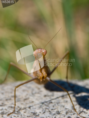 Image of A portrait of a brown mantis