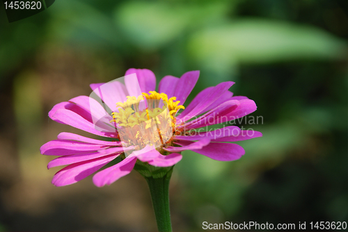 Image of Velvet flower