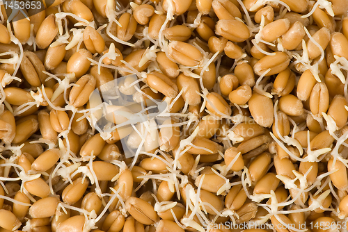 Image of Wheat germs - background