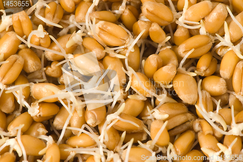 Image of Wheat germs closeup