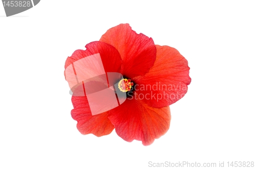 Image of hibiscus head