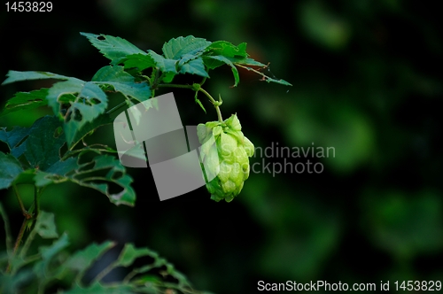 Image of Hop cones 