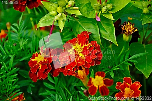 Image of tagetes flower