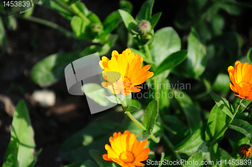 Image of calendula flowers