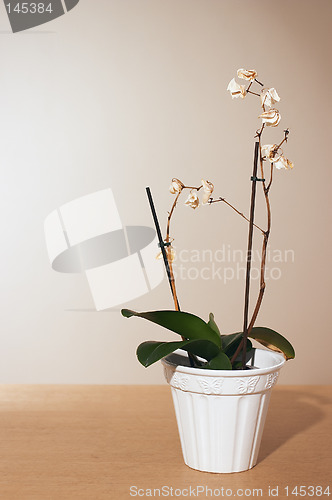 Image of Dead orchid