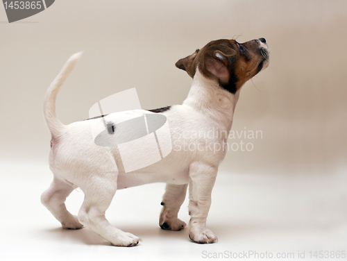 Image of Jack russell terrier puppy