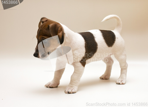 Image of Jack russell terrier puppy