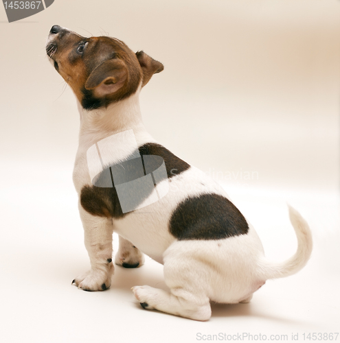 Image of Jack russell terrier puppy