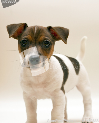 Image of Jack russell terrier puppy