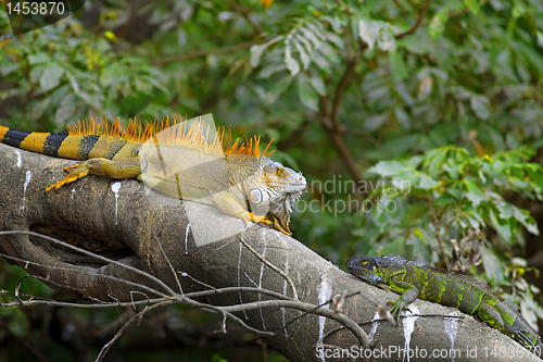 Image of Green Iguana mating game