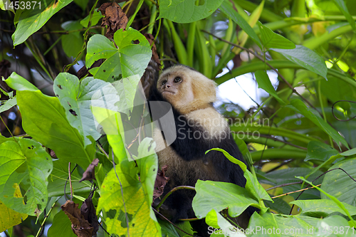 Image of White faced Capuchin