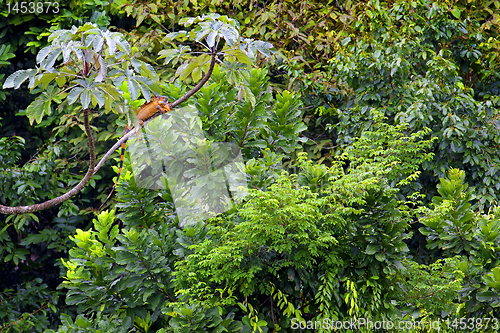 Image of Costa Rican jungle