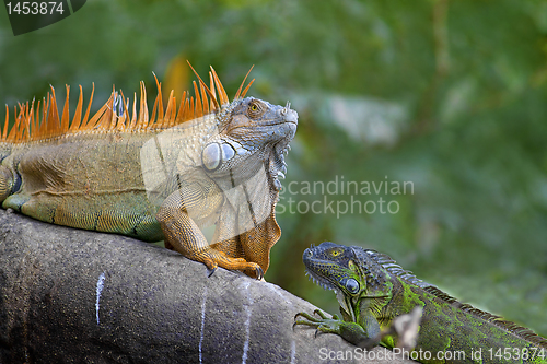 Image of Green Iguana mating game