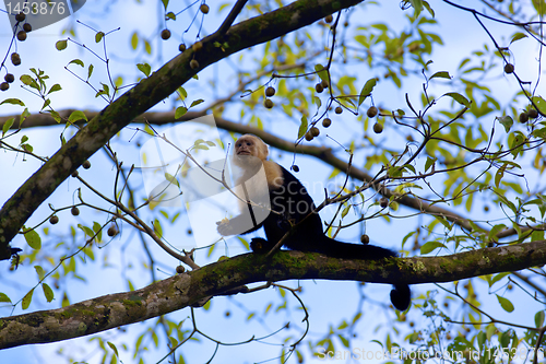 Image of White faced Capuchin