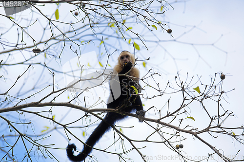 Image of White faced Capuchin