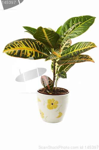 Image of Plant