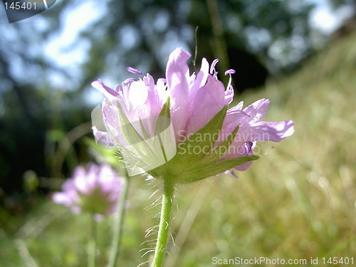 Image of liliac flower