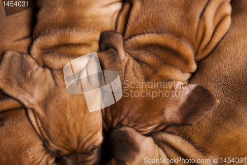Image of Baby dogs