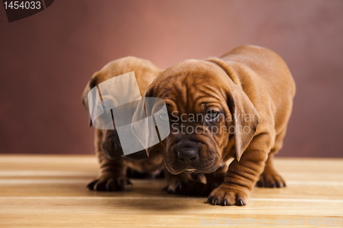 Image of Baby dogs