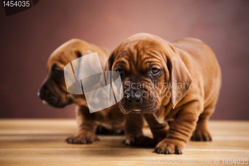 Image of Baby dogs