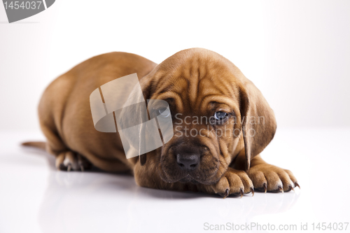 Image of Puppy