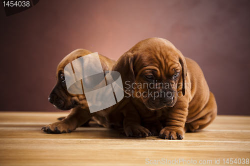 Image of Puppies amstaff,dachshund