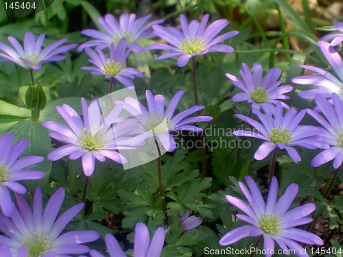 Image of wood anemone