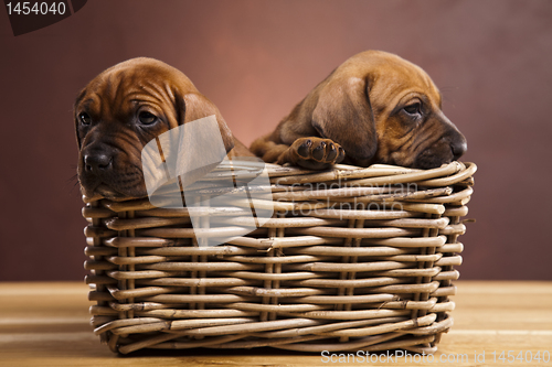 Image of Puppies, wicker basket 