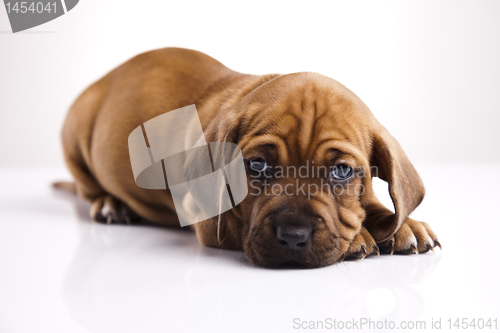 Image of Puppy