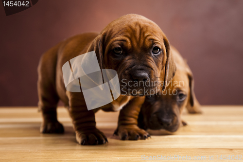 Image of Puppies amstaff,dachshund