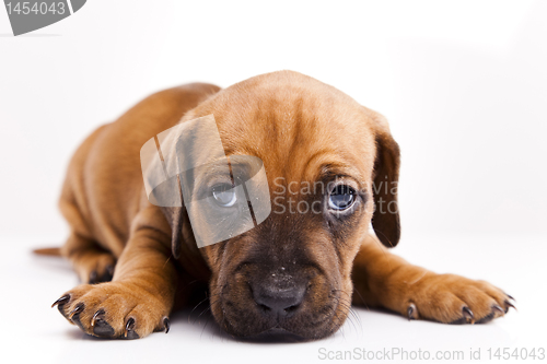 Image of Baby dog