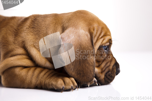 Image of Dog 