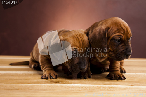 Image of Puppies amstaff,dachshund