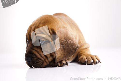 Image of Baby dog