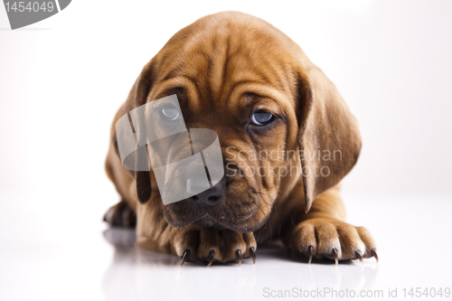 Image of Puppy