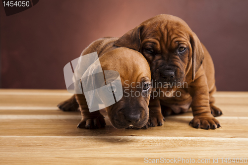 Image of Puppies amstaff,dachshund