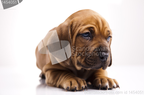 Image of Dog 