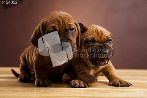 Image of Baby dogs