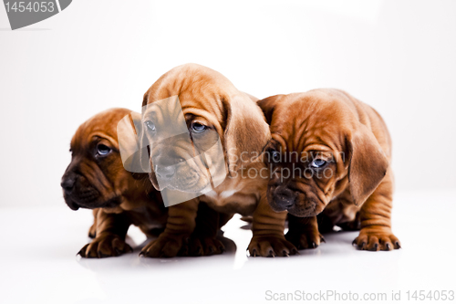 Image of Puppies amstaff,dachshund